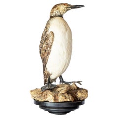 Antique Mounted Taxidermy Loon on Naturalistic Base, Early 20th Century Bird