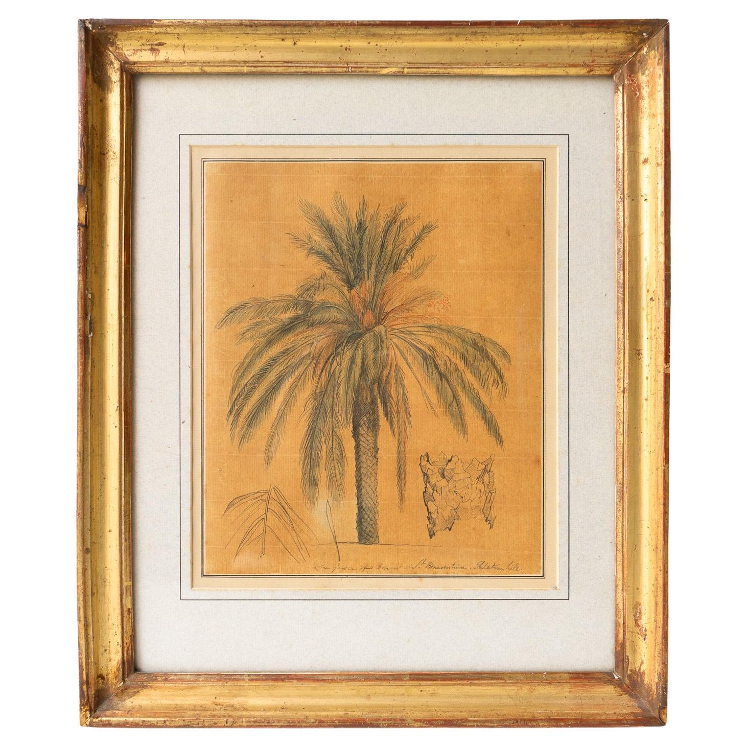 Ink and Watercolour Study of a Palm Tree by John Flaxman RA, 18th Century