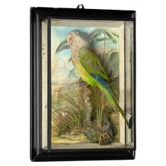 Antique Victorian Taxidermy Quaker Parrot in Case, 19th Century Monk Parakeet