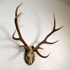 Scottish Red Deer Hunting Trophy: Stag Skull and Antlers, Circa 1920