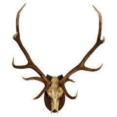 Scottish Red Deer Hunting Trophy: Stag Skull and Antlers, Circa 1920