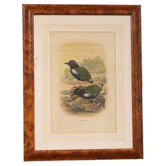 1893 English Framed Lithograph of the Pitta Iris by William Matthew Hart