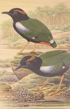 1893 English Framed Lithograph of the Pitta Iris by William Matthew Hart