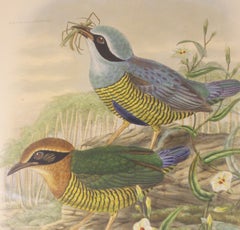 Circa 1893-1895 English Framed Lithograph of the Eucichla Ellioti by W. M. Hart