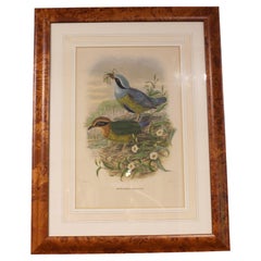Lithographie anglaise encadrée représentant l'Eucichla Ellioti, réalisée par W. M. Hart, vers 1893-1895
