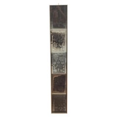 Framed Botanical Glass Plate Negatives from Paris