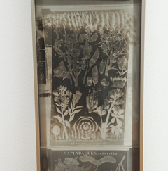 Framed Botanical Glass Plate Negatives from Paris