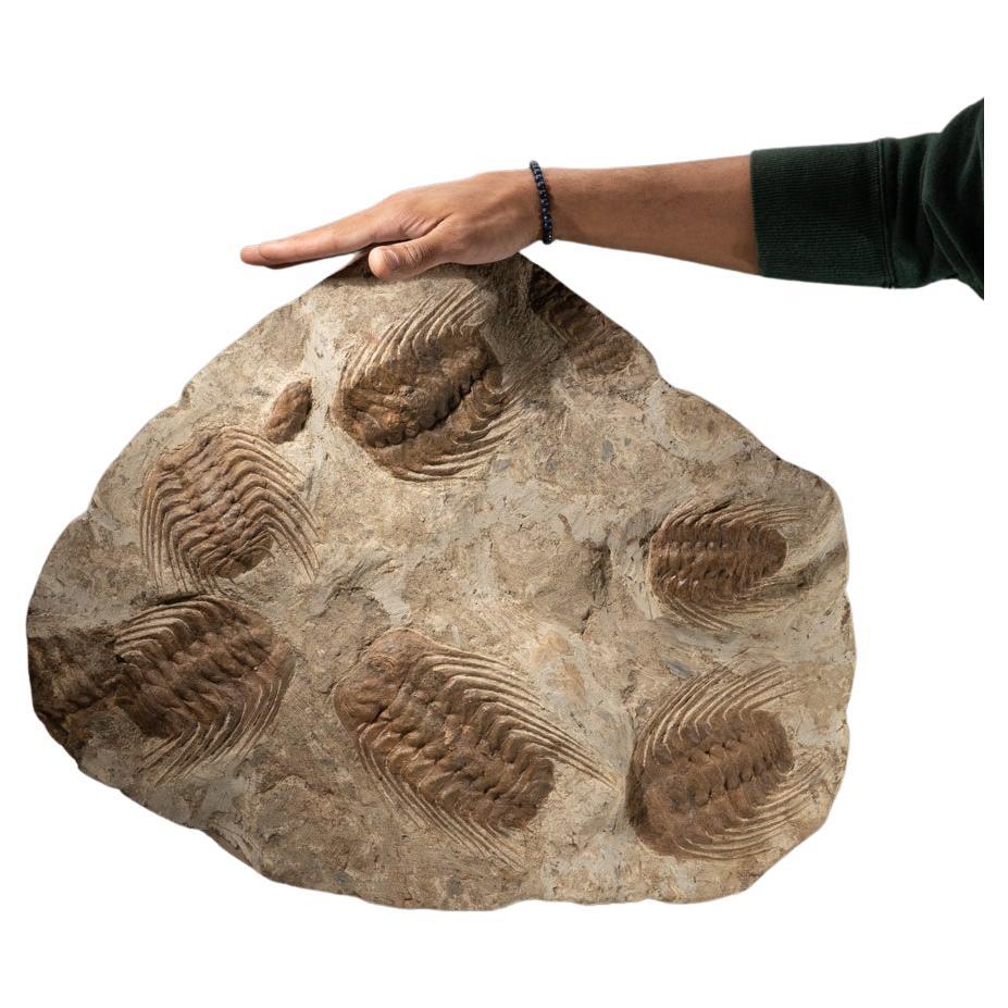 Selenopeltis Trilobite Fossil from Morocco (18 Inches, 38.4 lbs.) For Sale