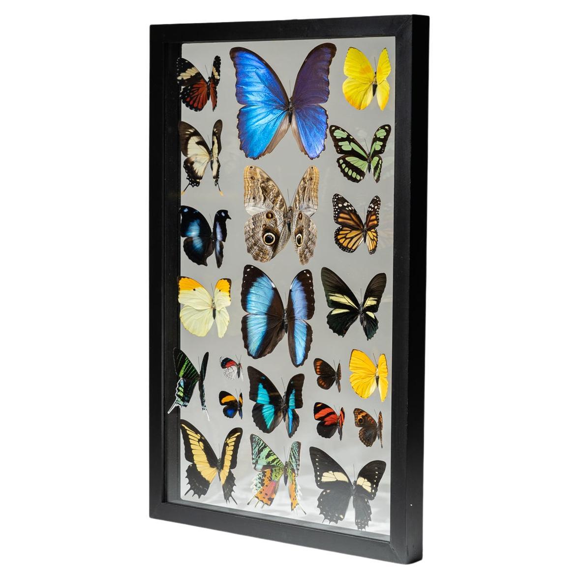 22 Genuine Butterflies in Black Display Frame For Sale at 1stDibs