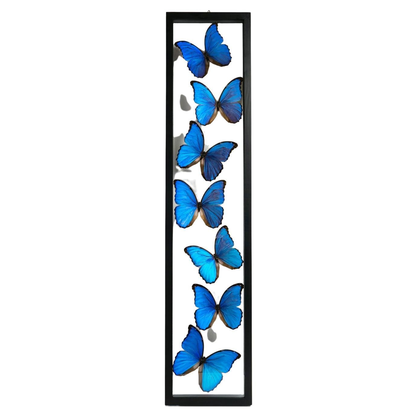 7 Real Morpho Butterflies Specimen in Display Frame