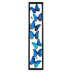 7 Real Morpho Butterflies Specimen in Display Frame