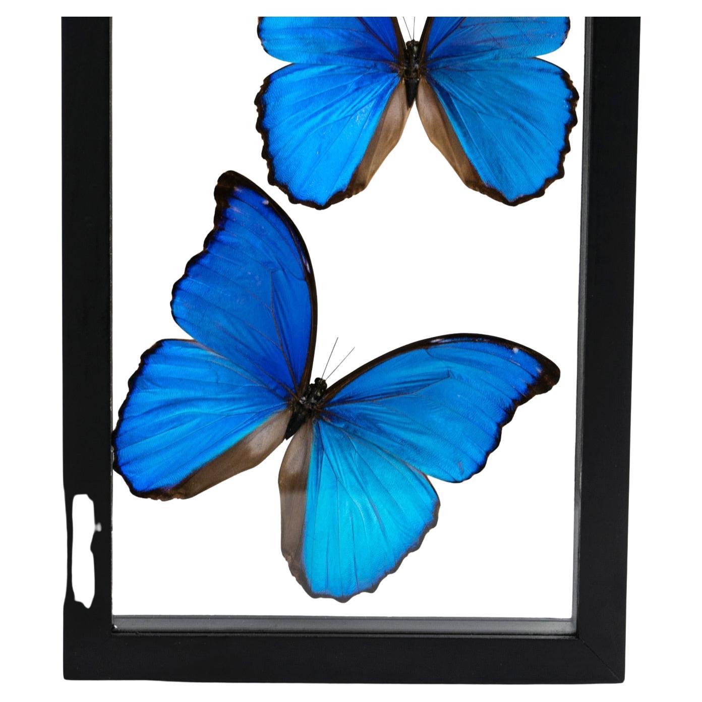This beautiful framed display piece includes 7 large Peruvian Morpho butterflies that can be observed from both sides. The frame includes a keyhole hook at the top for mounting the display on a wall. The butterfly in this frame are raised on