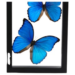 7 Genuine Morpho Butterflies Specimen in Display Frame