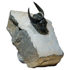 Antique Ceratarges Spinosus Trilobite from Morocco, '452.1 Grams'