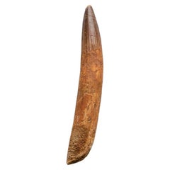 Echter natürlicher Spinosaurus Dinosaurierzahn
