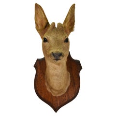 Collectibles and Curiosities
