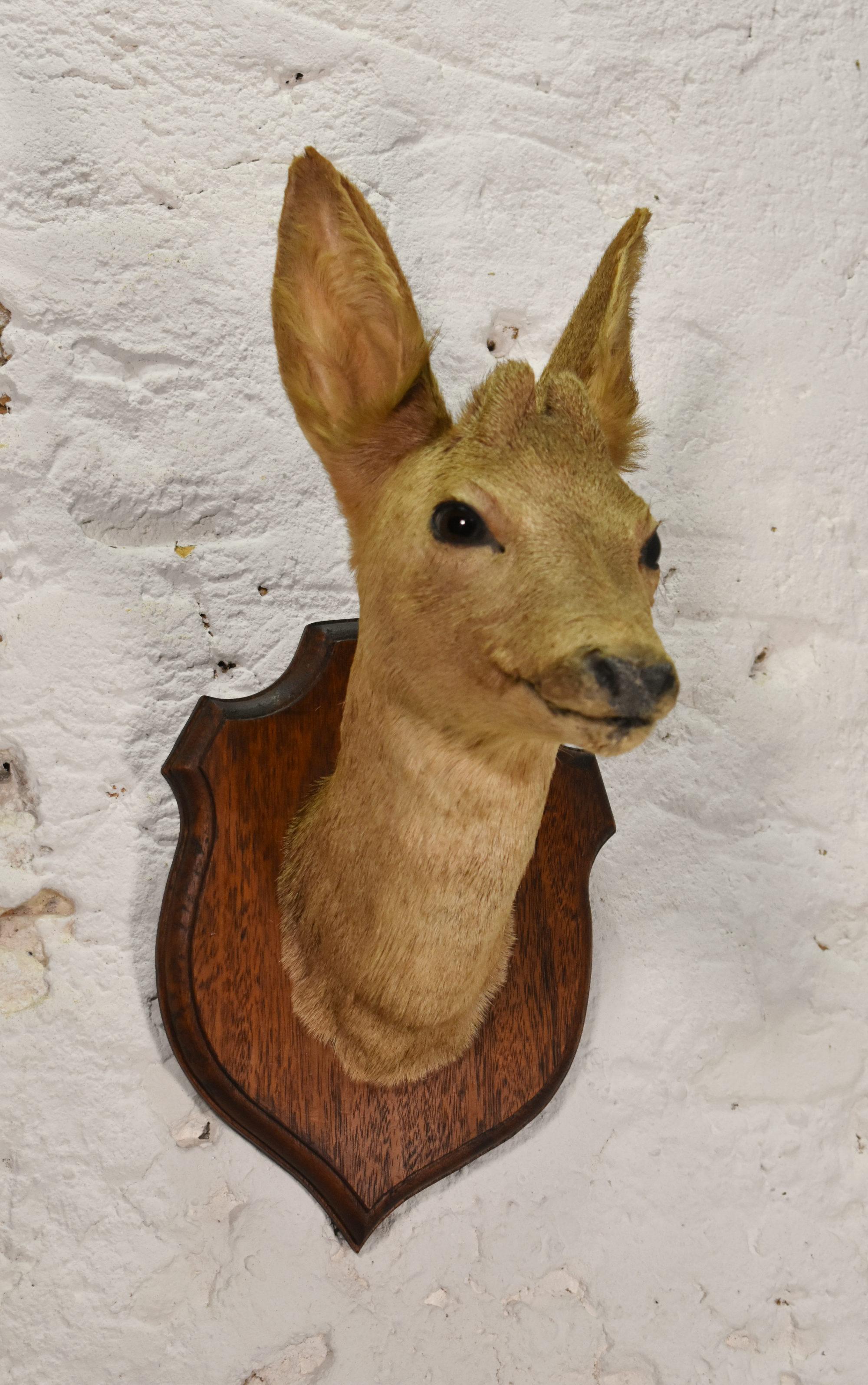 Antica testa di cervo montata di Roebuck in tassidermia
 
Un ottimo esempio di testa di cervo giovane montata su una placca di Oak a forma di scudo.
 
Il pezzo è catturato in un aspetto naturale e in ottime condizioni.
 
Altezza: 45 cm
Larghezza: 21