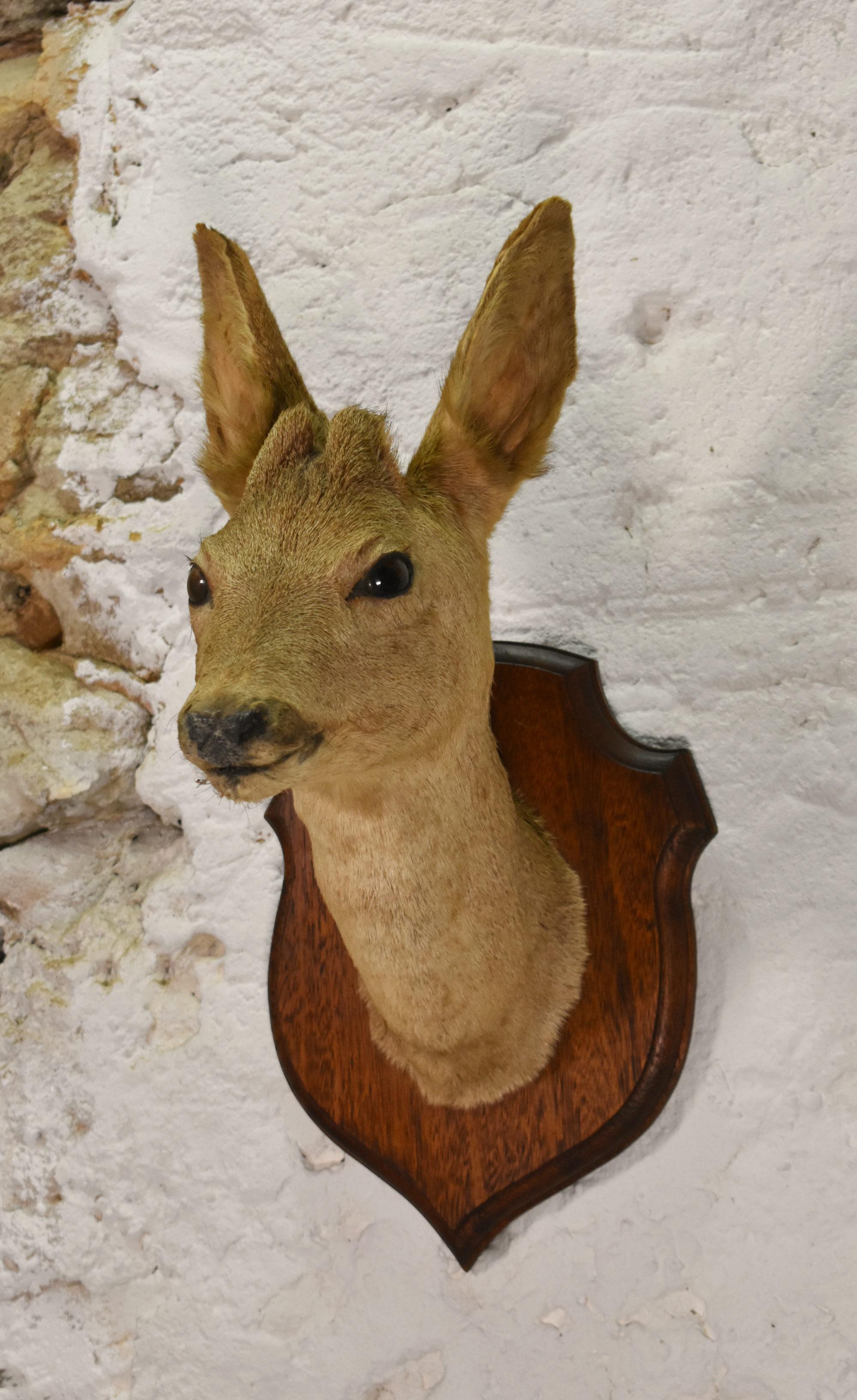 Rustico Antica testa di cervo montata di Roebuck in tassidermia in vendita