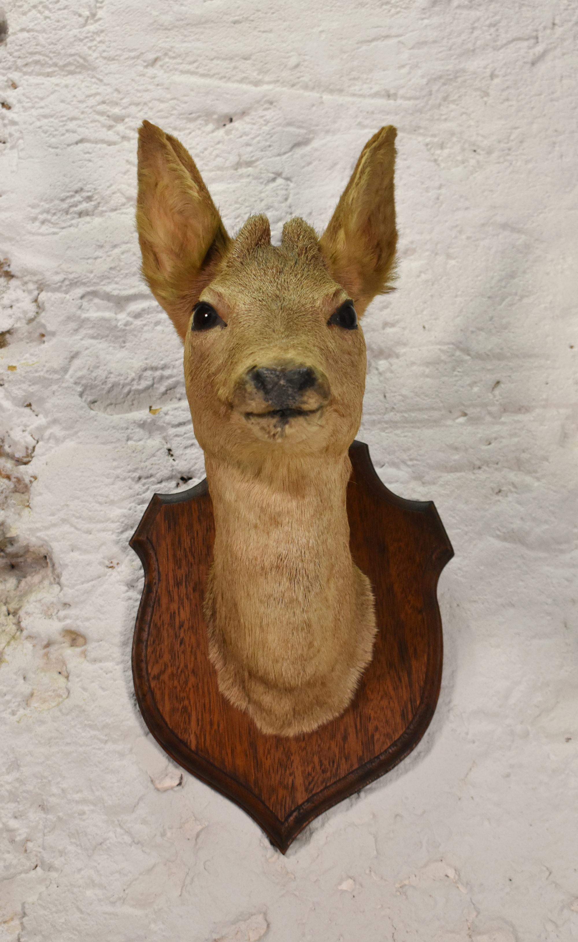 Francese Antica testa di cervo montata di Roebuck in tassidermia in vendita
