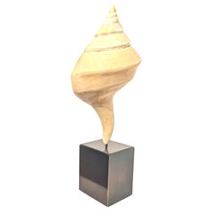 Syrinx Aruanus Australian Trumpet Conch Shell on Stand