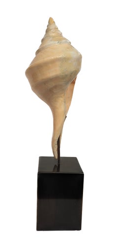 Syrinx Aruanus Australian Trumpet Conch Shell on Stand