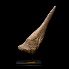 Genuine Stegosaurus Dinosaur Tail Spike // 145+ Million Years Old