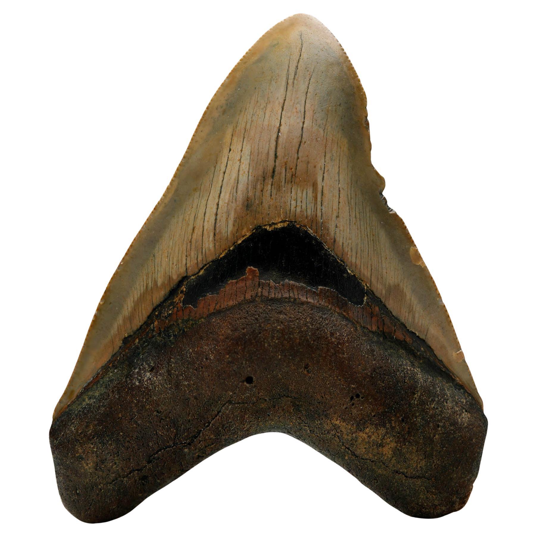 Megalodon Tooth // 4.13" High // 5 to 10 Million Years Old