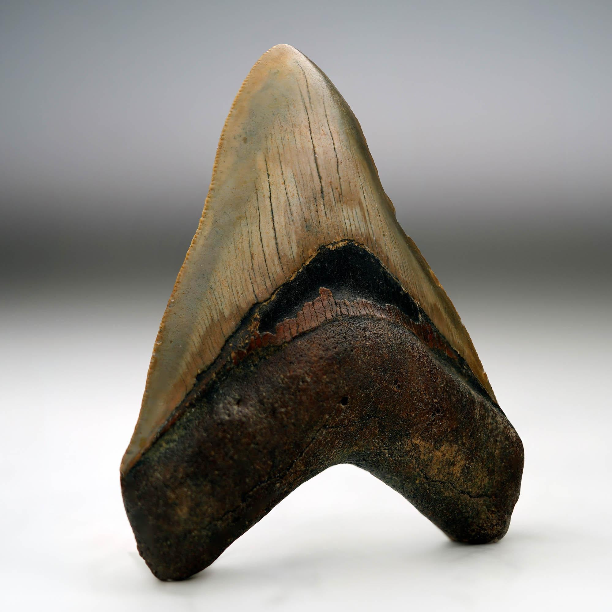 Own a piece of prehistoric history with this authentic Megalodon tooth fossil, unearthed from South Carolina and dating back between 5 to 10 million years. This substantially sized fossil comes from the largest predatory shark to ever exist — the