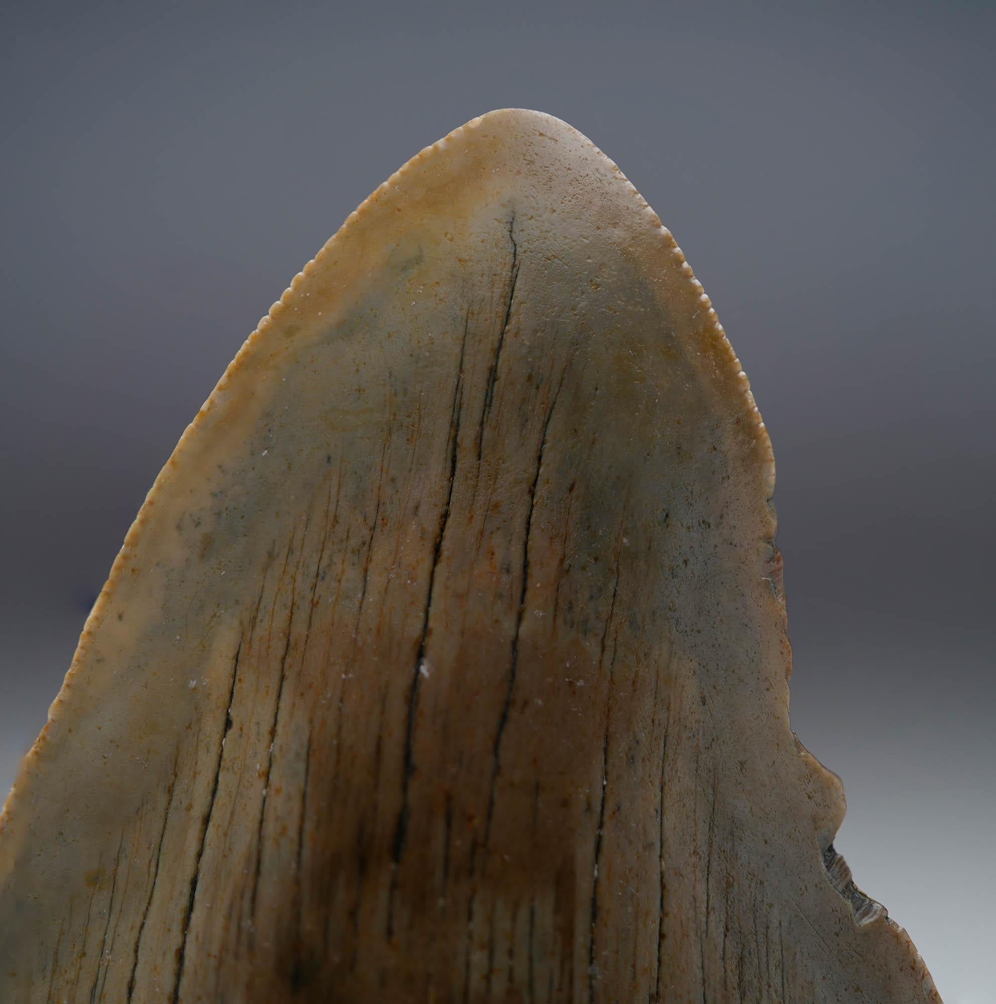 18th Century and Earlier Megalodon Tooth // 4.13