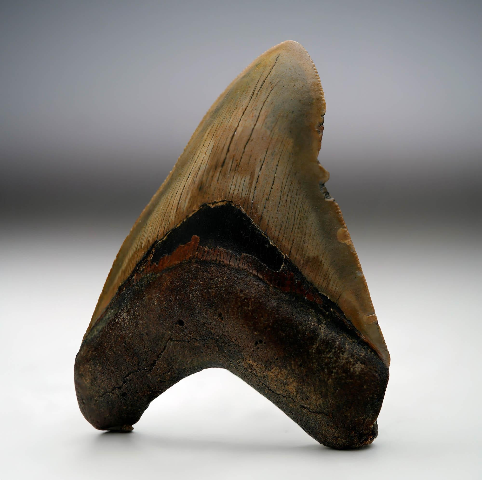 American Megalodon Tooth // 4.13