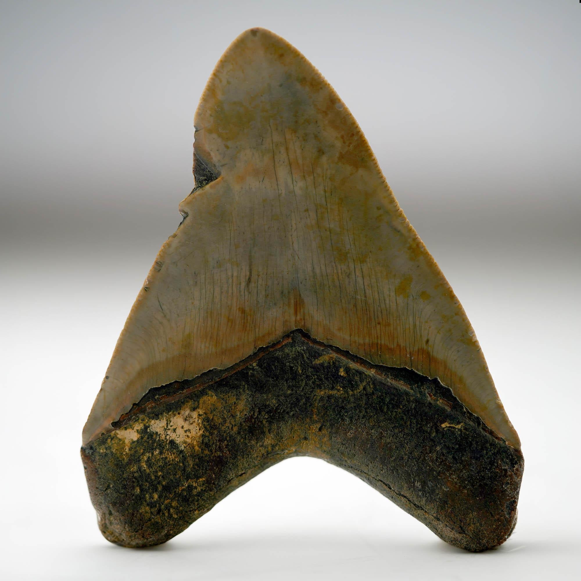 Megalodon Tooth // 4.13
