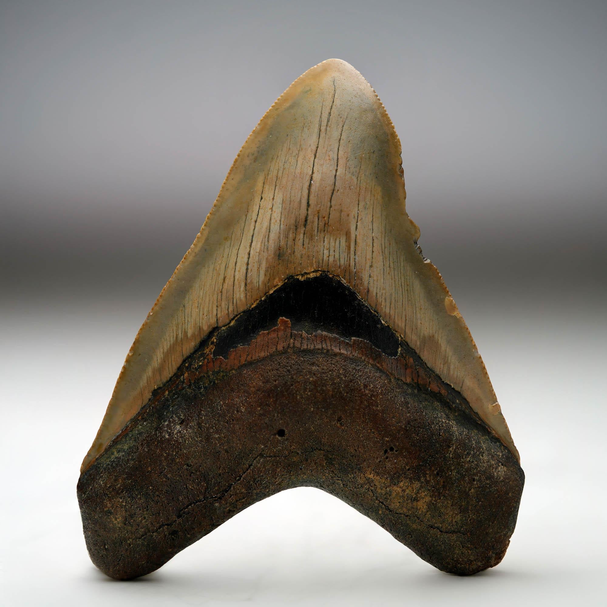 Other Megalodon Tooth // 4.13