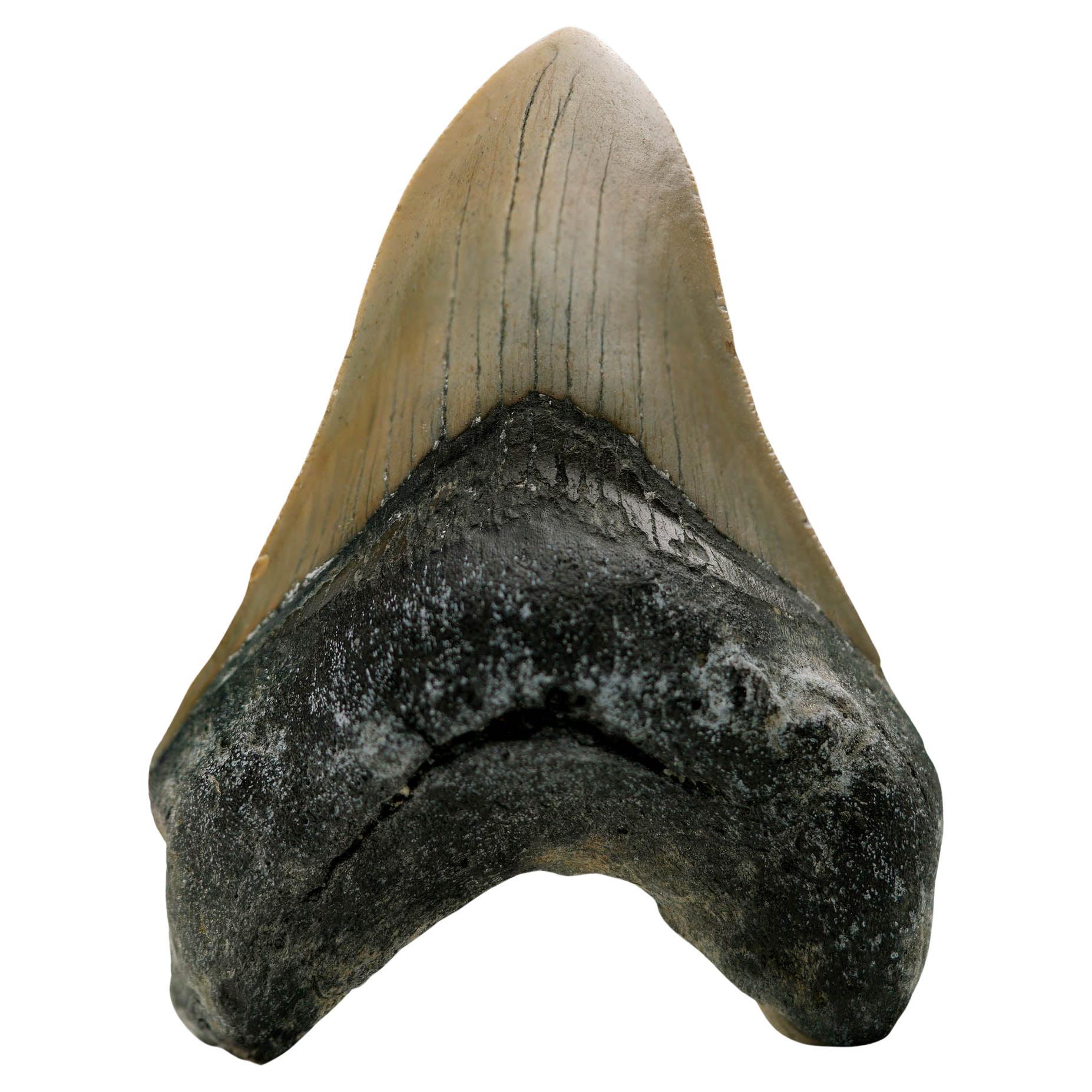 Megalodon Tooth // 4.25" High // 5 to 10 Million Years Old