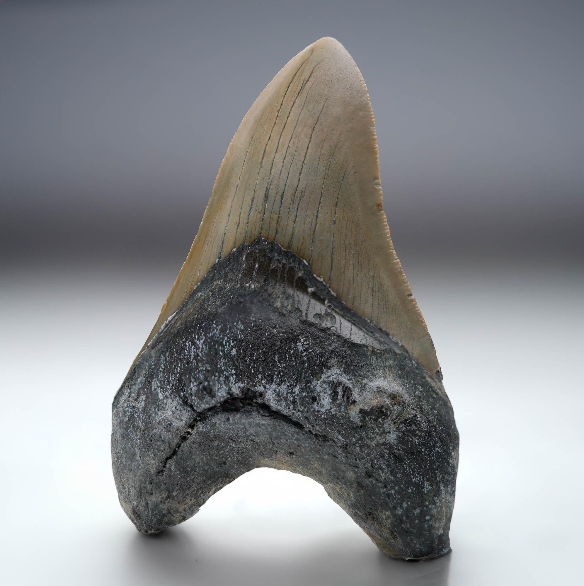 Own a piece of prehistory with this stellar condition authentic Megalodon tooth fossil, unearthed from South Carolina and dating back between 5 to 10 million years. This substantially sized fossil comes from the largest predatory shark to ever exist