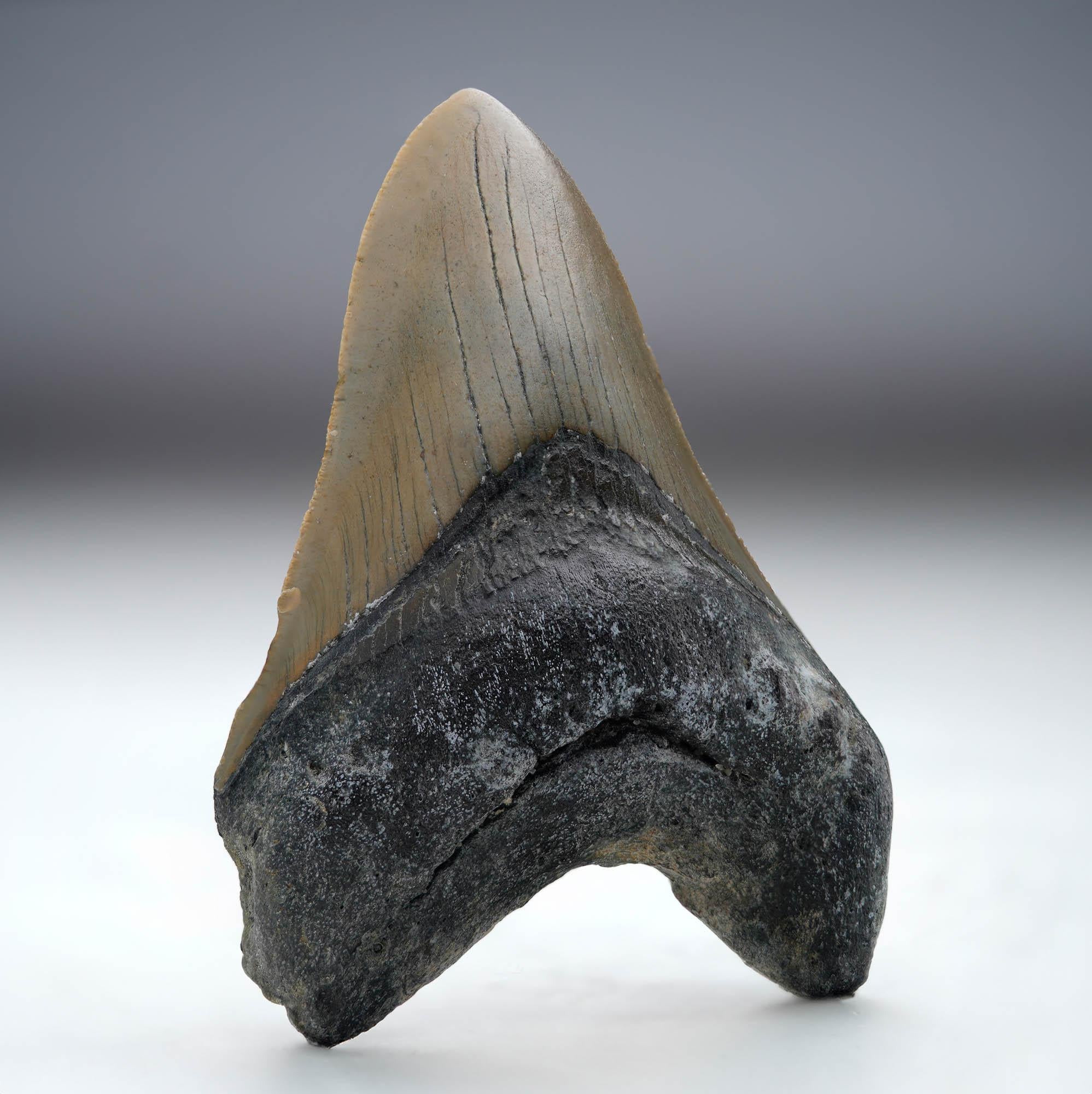 American Megalodon Tooth // 4.25