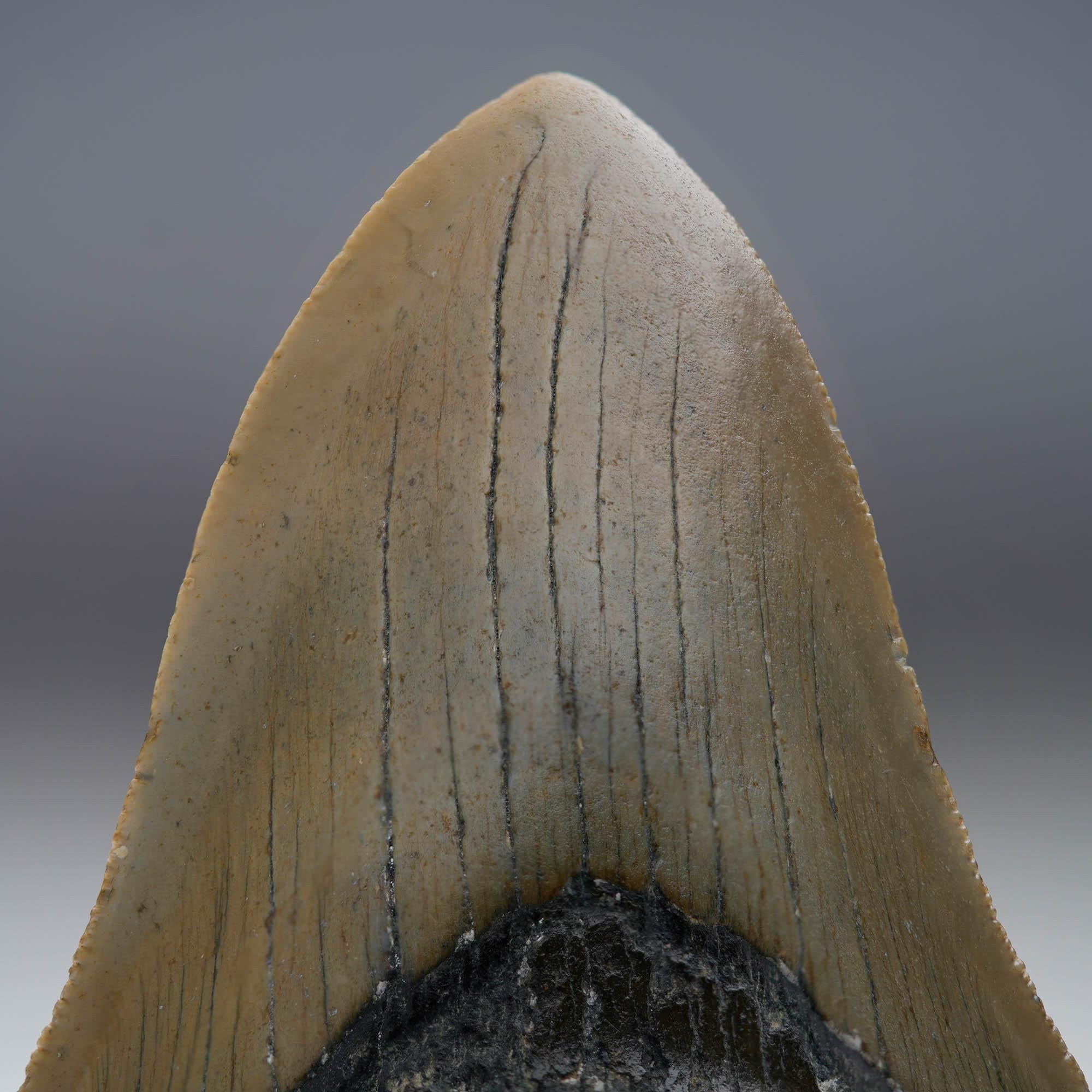18th Century and Earlier Megalodon Tooth // 4.25