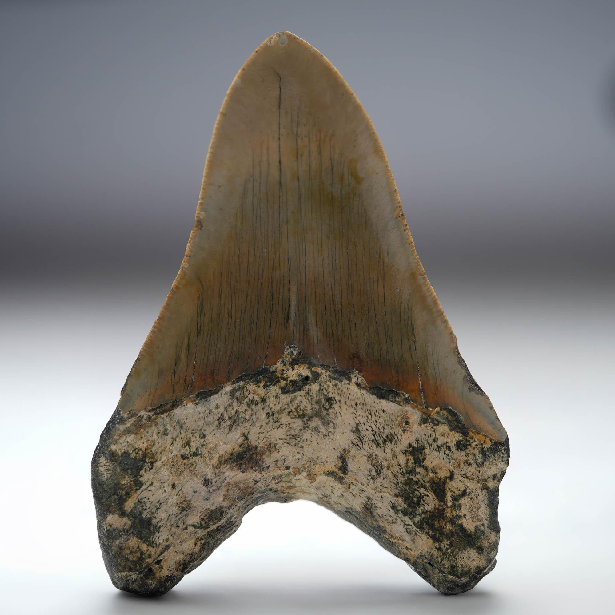 Megalodon Tooth // 4.25
