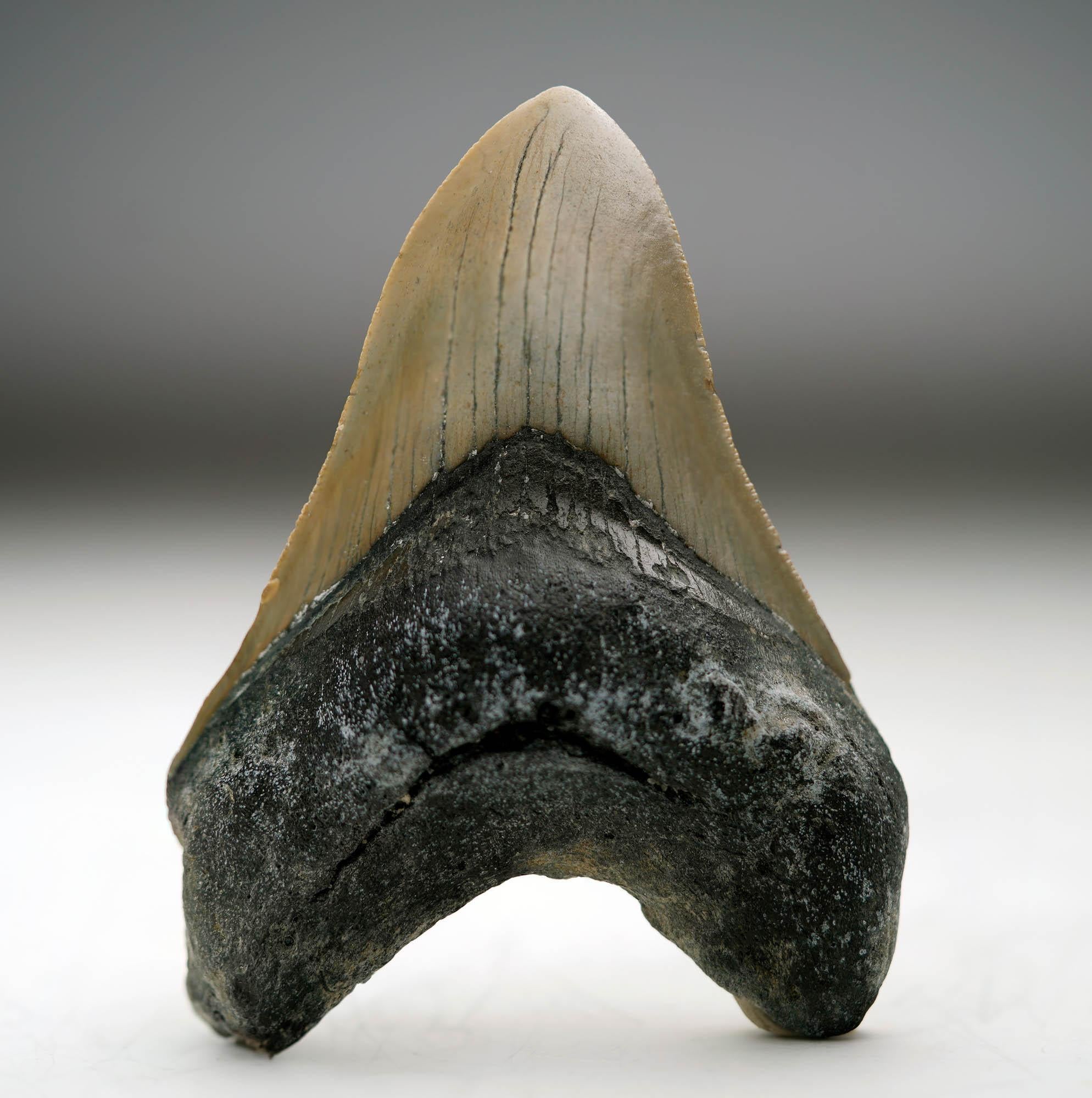 Other Megalodon Tooth // 4.25