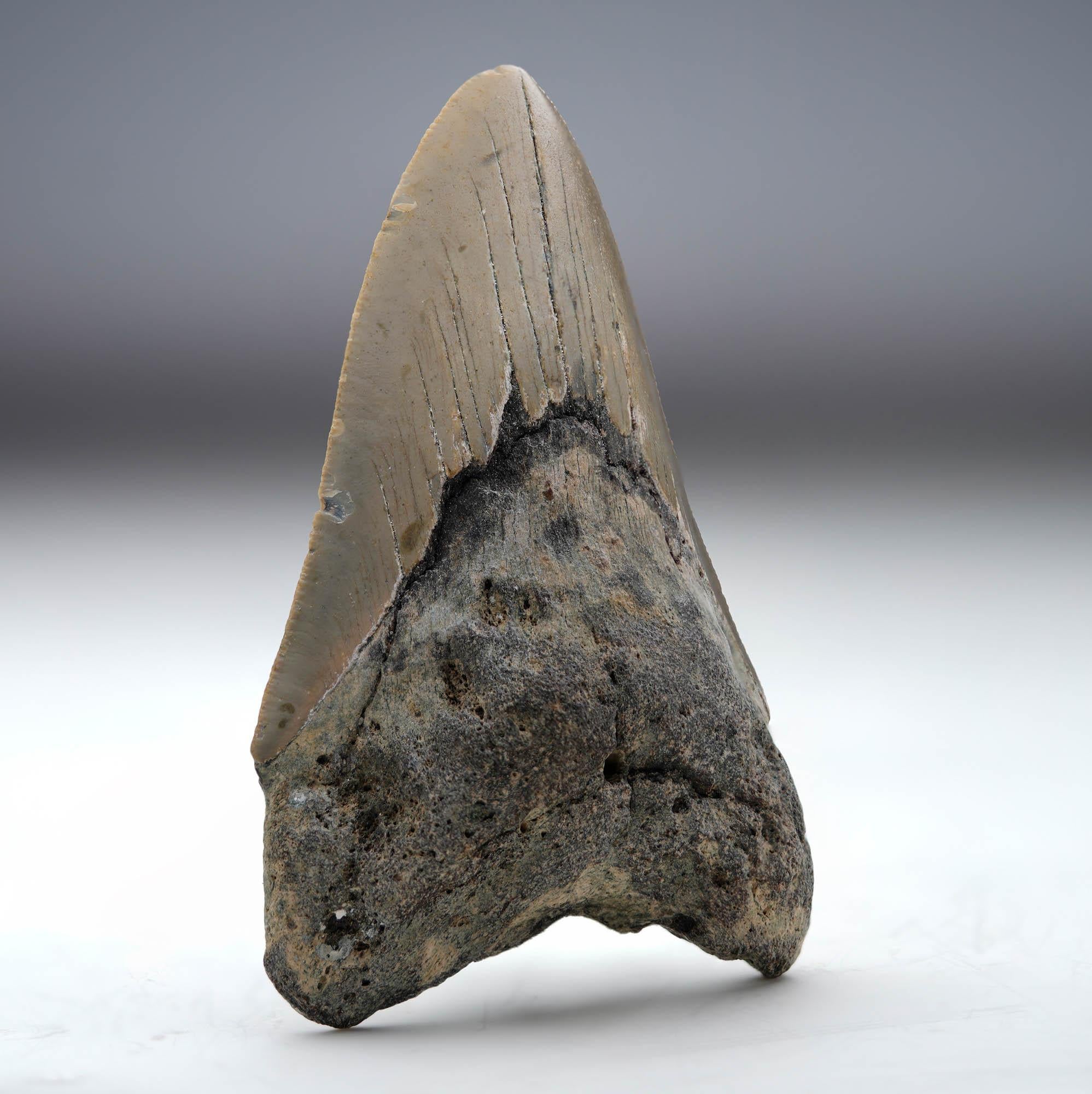 Own a piece of prehistory with this authentic Megalodon tooth fossil, unearthed from South Carolina and dating back between 5 to 10 million years. This substantially sized fossil comes from the largest predatory shark to ever exist – the