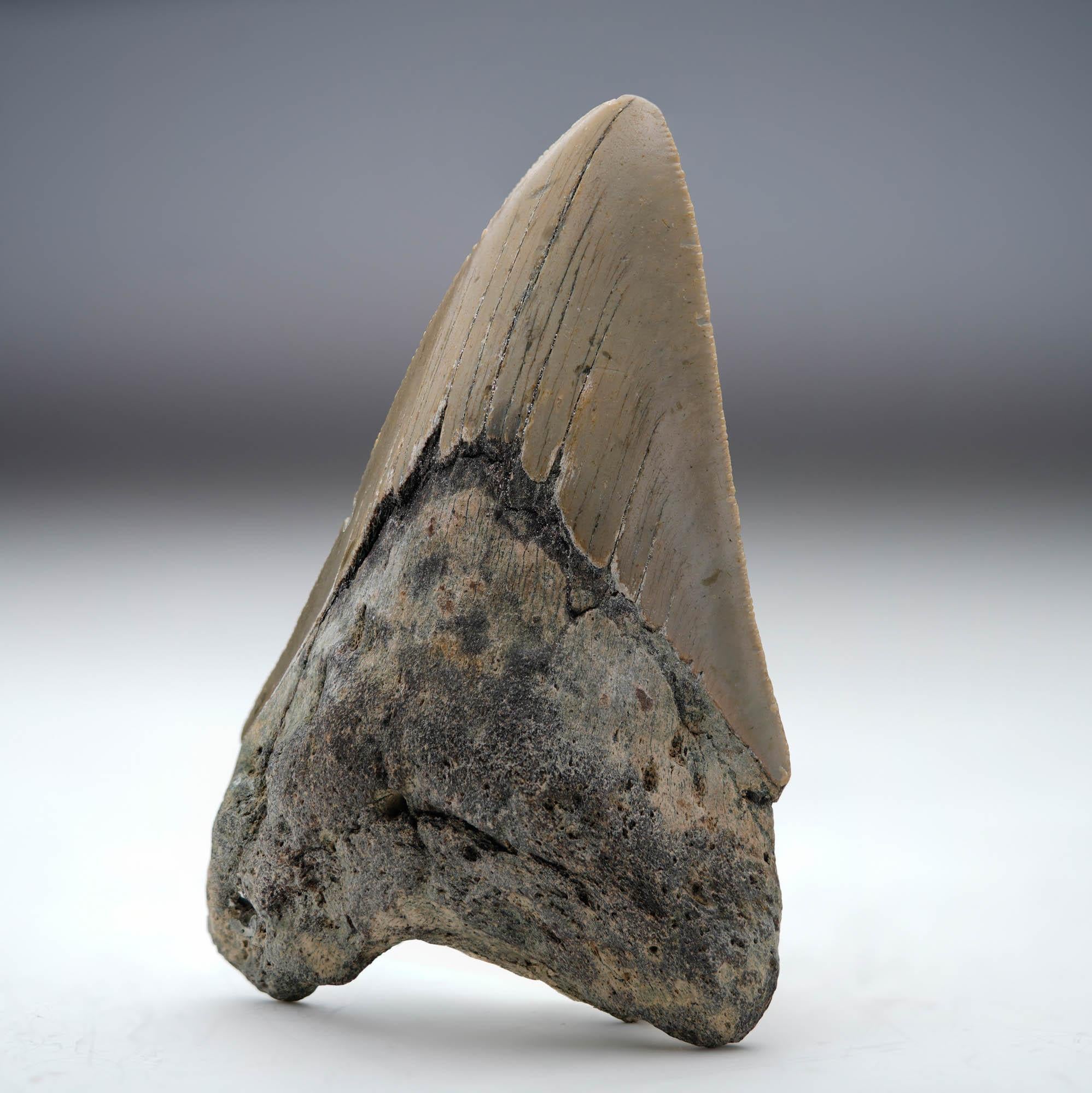 American Megalodon Tooth // 4.13