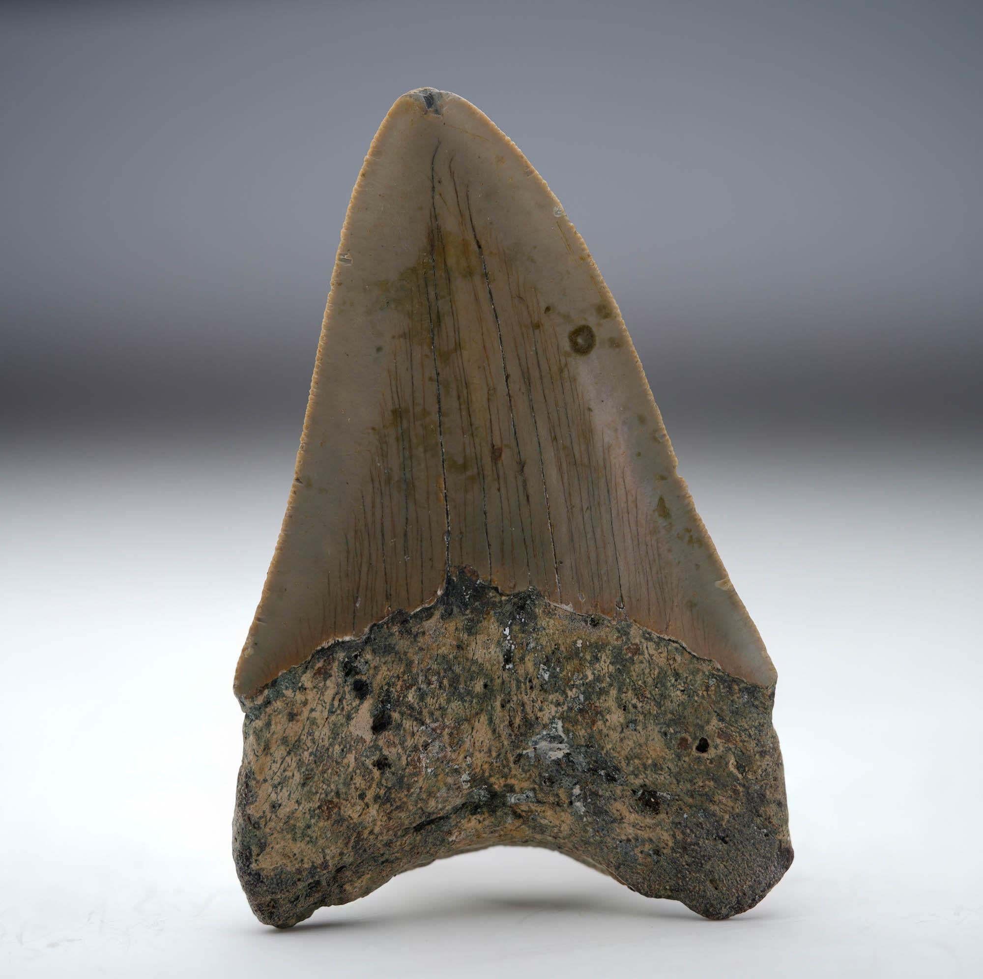 Megalodon Tooth // 4.13