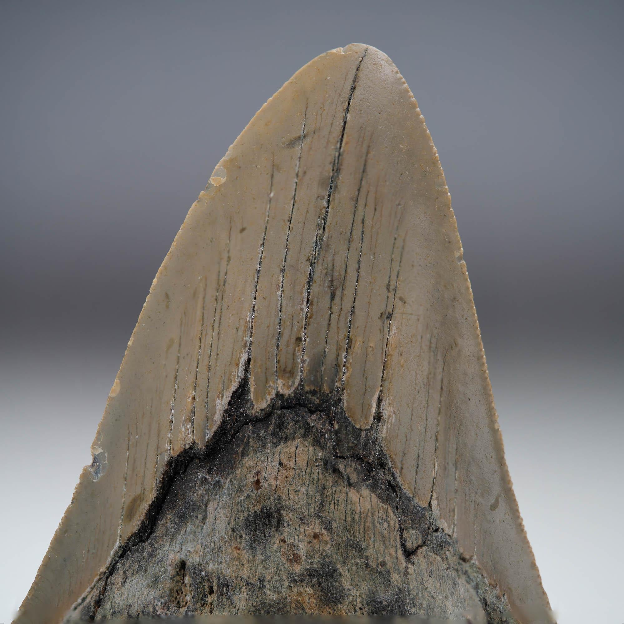 18th Century and Earlier Megalodon Tooth // 4.13