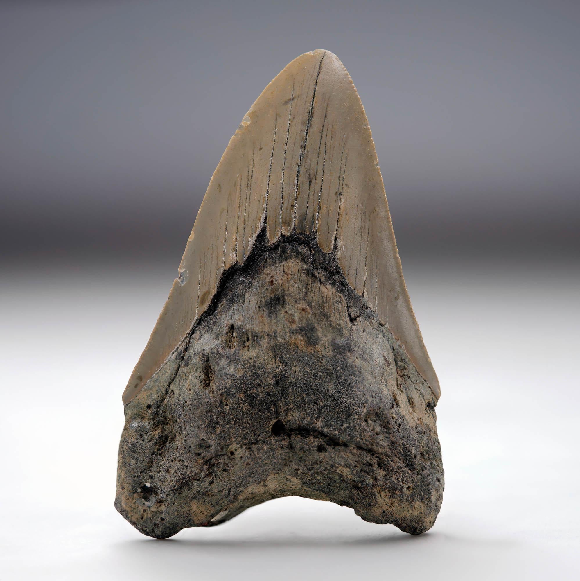 Other Megalodon Tooth // 4.13