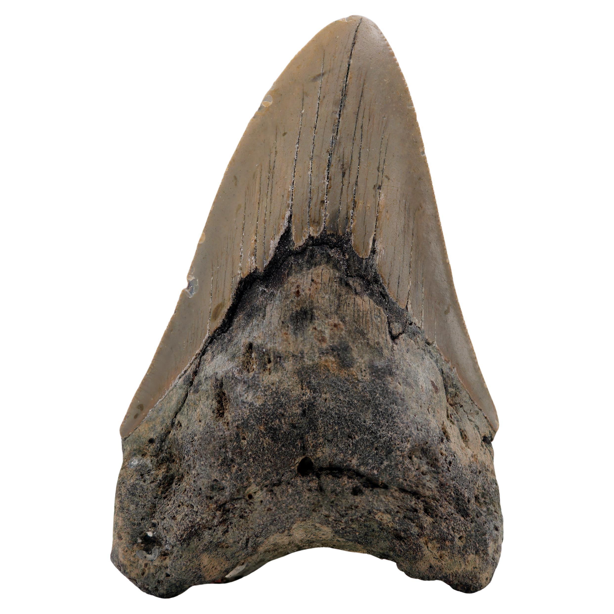 Megalodon Tooth // 4.13" High Ver. II // 5 to 10 Million Years Old For Sale