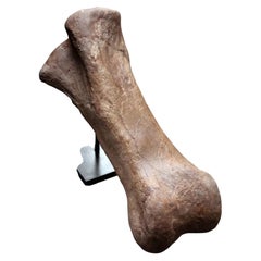 Autentico fossile di metatarso (osso del piede) di Triceratops proveniente dalla Formazione di Hell Creek