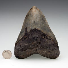5.5" Megalodon Tooth from South Carolina  Genuine Fossil