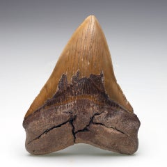 Authentic 6″ Megalodon Tooth from South Carolina  Collector Fossil