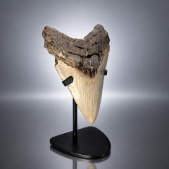 4″ Megalodon Tooth from South Carolina Authentic Fossil