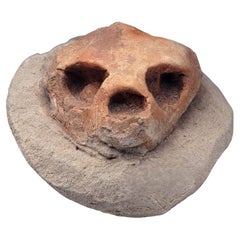Crâne de tortue fossilisé authentique provenant du Maroc – Spécimen du Crétacé