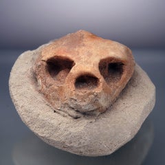 Crâne de tortue fossilisé authentique provenant du Maroc – Spécimen du Crétacé